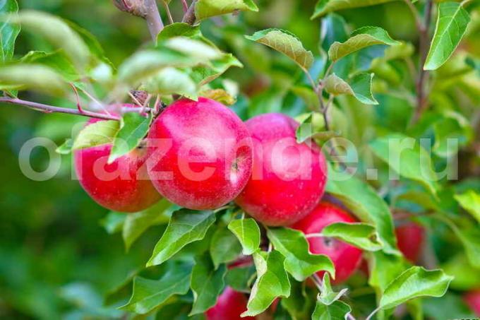 Ябълките на един млад ябълково дърво. Илюстрация за статия се използва за стандартен лиценз © ofazende.ru