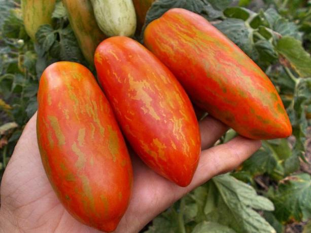 Три разновидности на ранните домати, които със сигурност ще ви изненадат със своята уникалност и производителността (част 4)