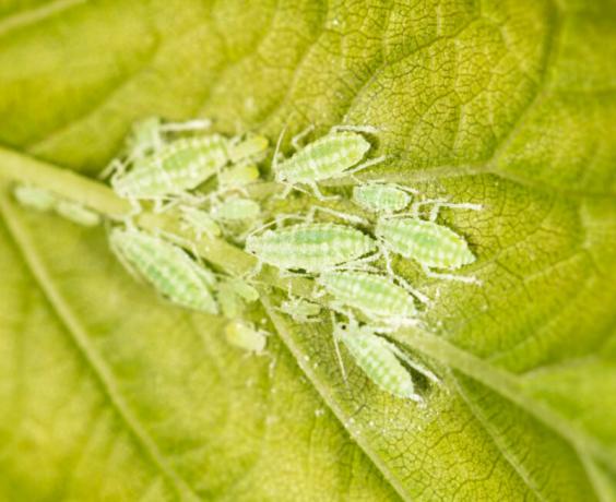 Мравките се хранят с лепкава субстанция, която излиза от колония от листни въшки по стъблата и листата. Илюстрация за статия се използва за стандартен лиценз © ofazende.ru