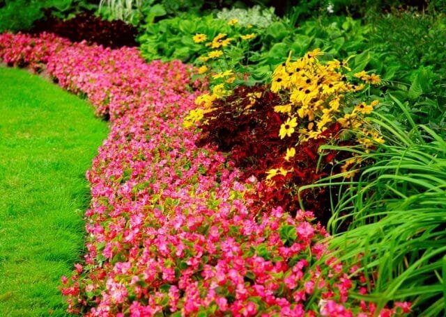 Трайни насаждения - цвете за всички сезони: Съвети градинари