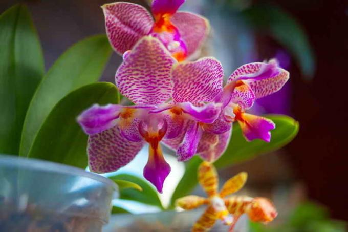 Водороден прекис - един от най-добрите торове за орхидеи