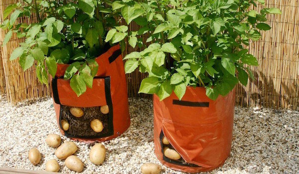 Засаждане на картофи в чували: нова технология или загуба на време?