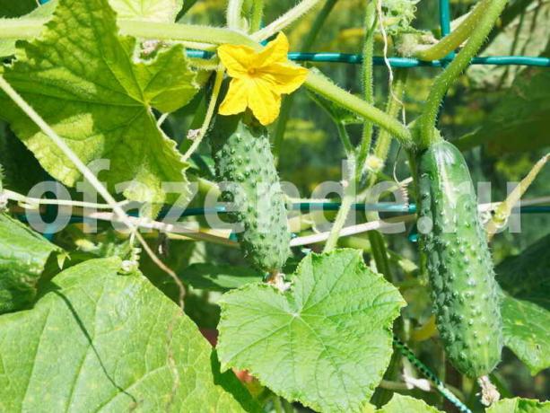 Това ще помогне да се разшири плодните на краставици в оранжерията
