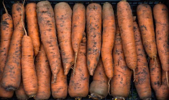Как да поддържам моркова в апартамента, така че да остане свеж през цялата зима