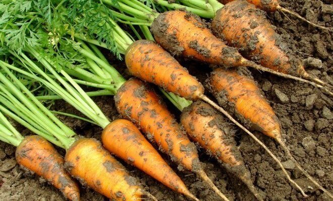 Как да се съберат и да се запази моркови до следващата реколта. Моят опит