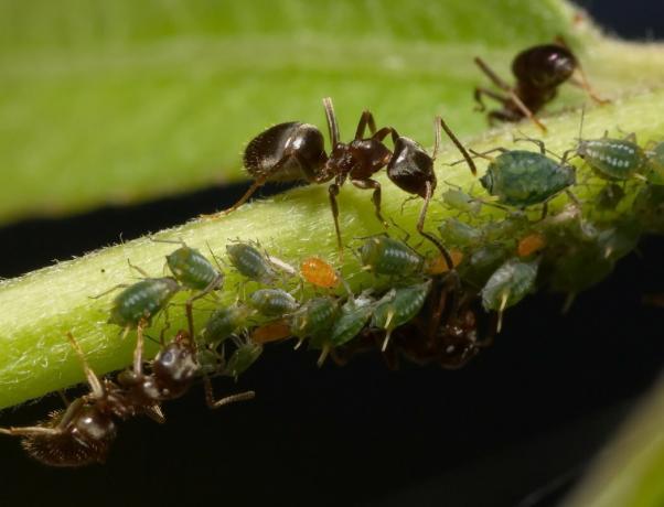 Като продължение на един ден, за да се отърве земята си на мравки през целия сезон, по хуманен начин, без използването на химикали (част 2)