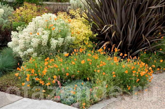 Неизискващ вечнозелени растения в градината: съвети за градинари