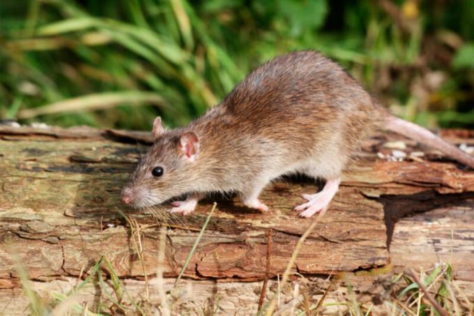 10 идеи как да се отървете от мишки в селска къща (на само доказани средства!)