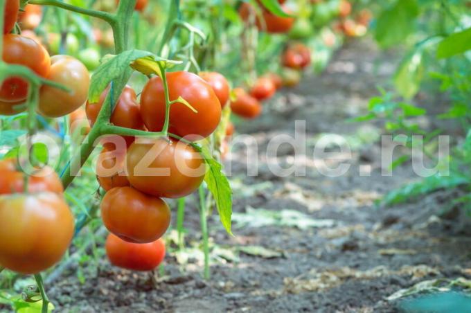 Най-често срещаните разновидности на червени домати
