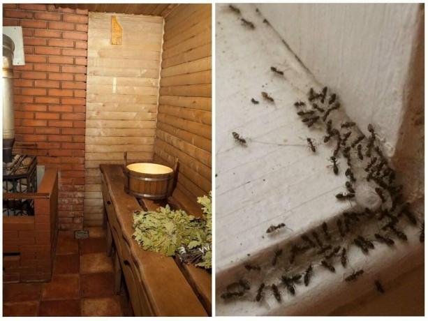 Как да се покаже мравките от банята и да се предотврати тяхното повторение: Доказани Начини