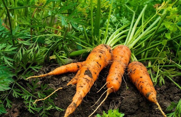 Съвети за отглеждане и съхранение на моркови