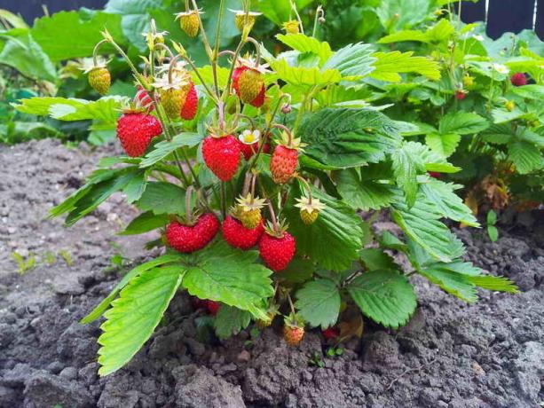 Как да растителни ягоди - 4 метод на засаждане