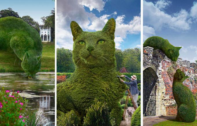 Върху храстите под формата на котки в парковете Великобритания.