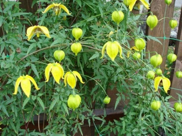  През лятото градината е украсена с клематис маса от жълти звънец с форма на цветя; есенни цветя се появяват на сайта доста семенниците с копринени косми. Придържането към подпомагане на листните дръжки, клематис бързо вра огради, стени, перголи. Clematis Tangut