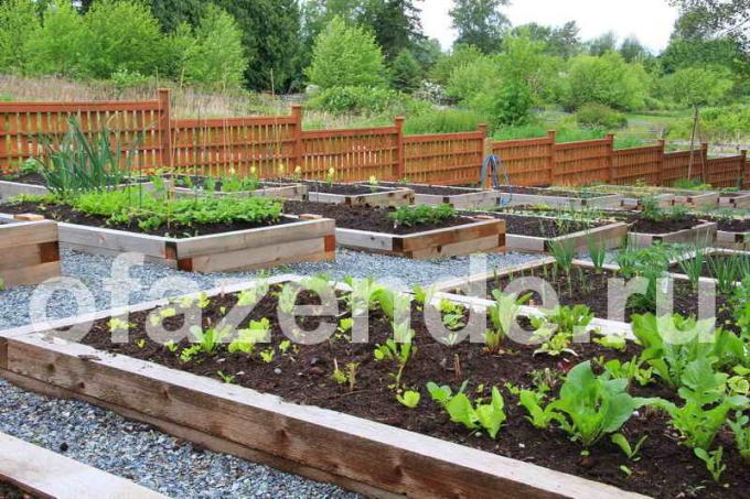 Контейнер градина със собствените си ръце: Съвети градинари