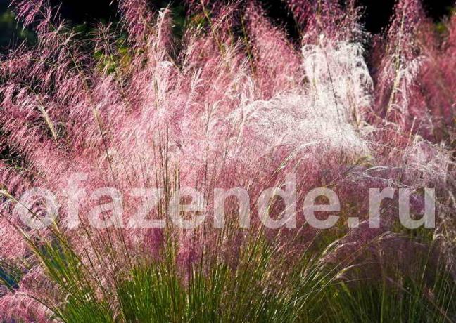 Декоративни треви във вашата градина: Съвети за градинари
