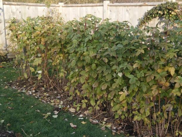 Ефективно средство за кашлица, която може да се намери през есента в градината си