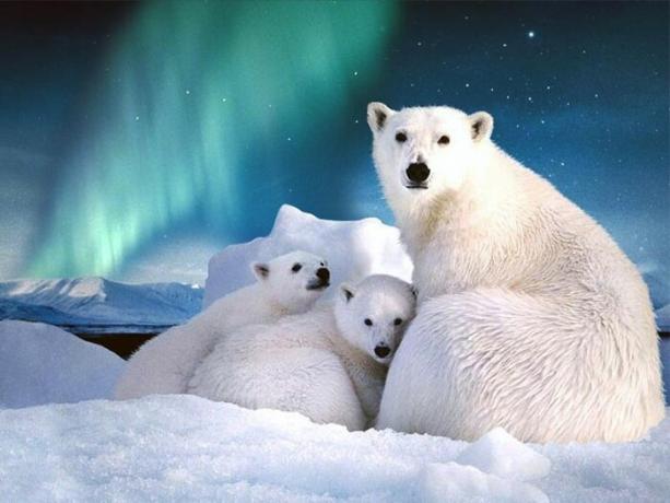 На Свалбард е повече от хиляда вида бели мечки.