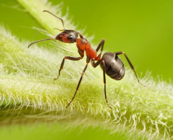 Градински мравки и листни въшки обикновено се появяват в градината в същото време.. Илюстрация за статия се използва за стандартен лиценз © ofazende.ru