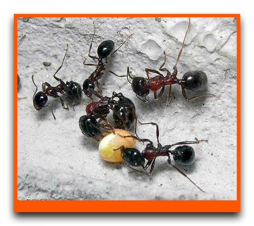 Мравките се хранят просо