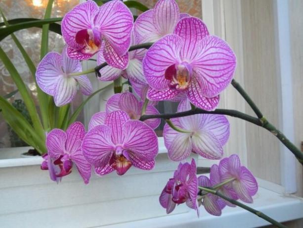 Какво да правим с дръжка орхидея след цъфтежа до следващия дойде по-бързо
