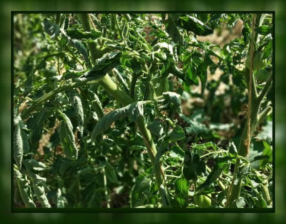 В домат листа къдря 🍃 Не изпадайте в паника! 🍃 Какво да направите: Съвети на опитен градинар.